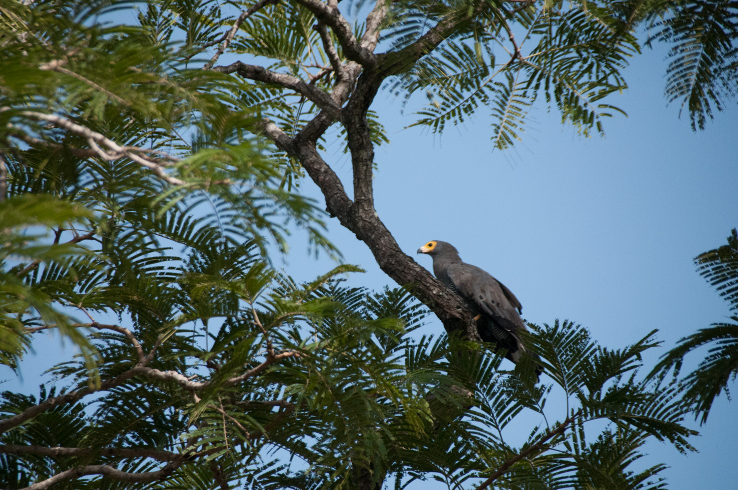 Gymnogène d'Afrique (African Harrier-Hawk, Polyboroides typus), adulte vu de dessus, Réserve de Fathala, Région du Saloum, Sénégal.